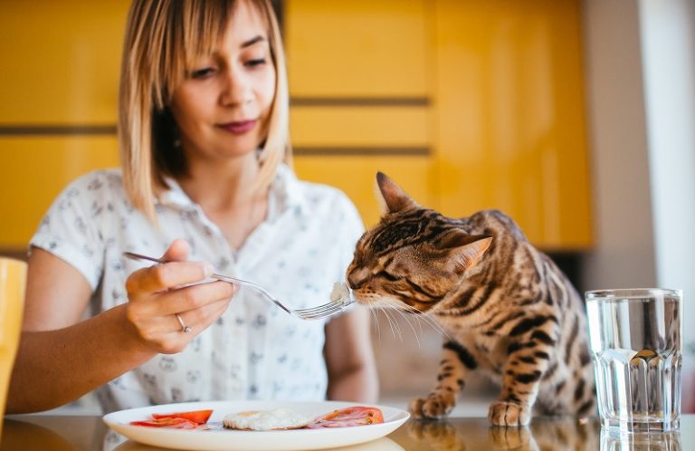 What Is The Best Food For Cats With IBD?