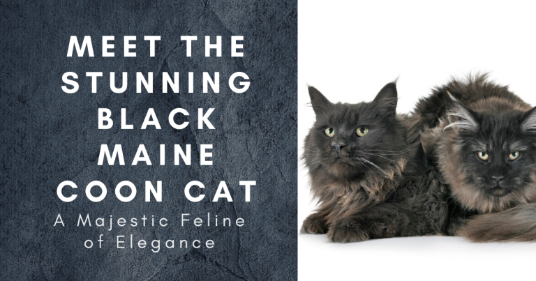 Black Maine Coon Cat | Everything you need to know about them!