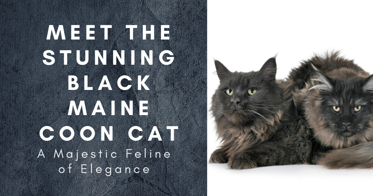 Graceful Black Maine Coon Cat with Enigmatic Charm