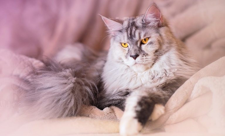 07 Amazing Facts About Maine Coon Grey