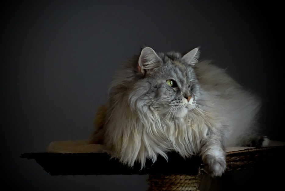 maine coon mix