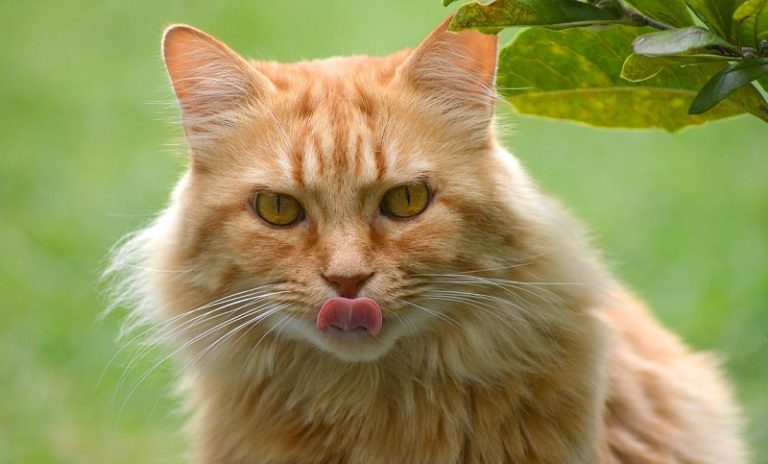 Maine Coon Red | Ginger Maine coon | Complete Guide