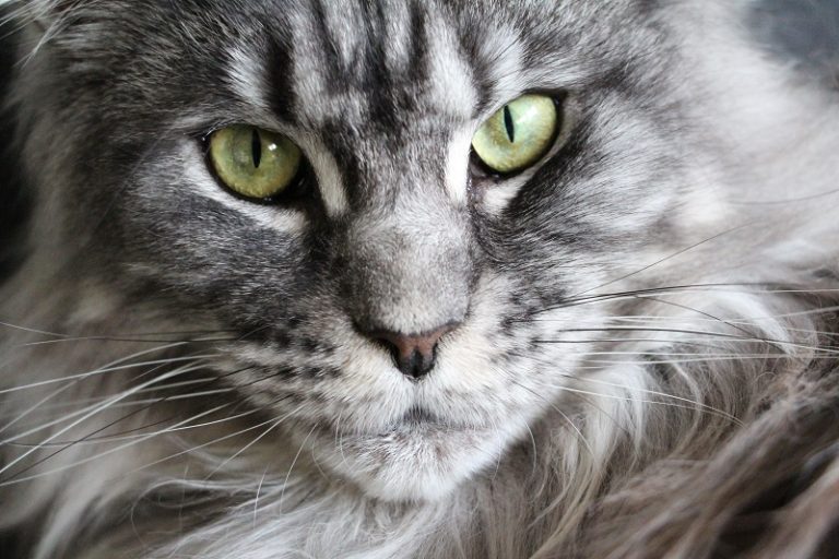 All Facts About Smoke Maine Coon