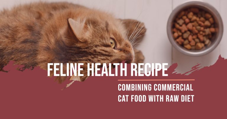 Combining Commercial Cat Food with Raw Diet: A Recipe for Feline Health