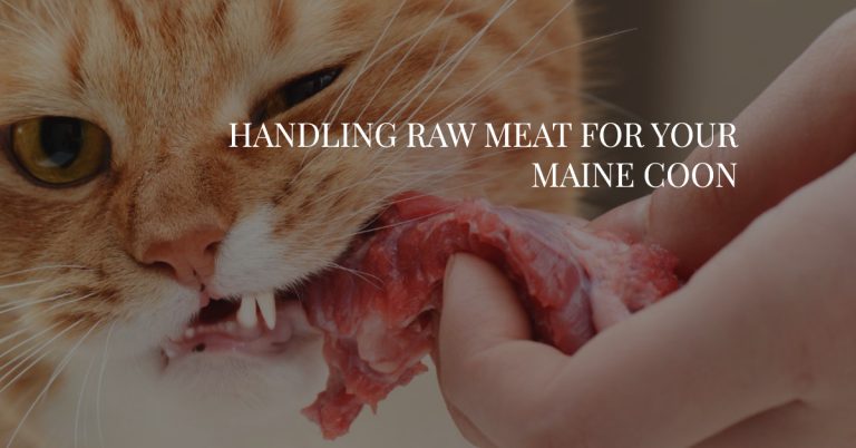 Handling Raw Meat for Your Maine Coon: Safety First
