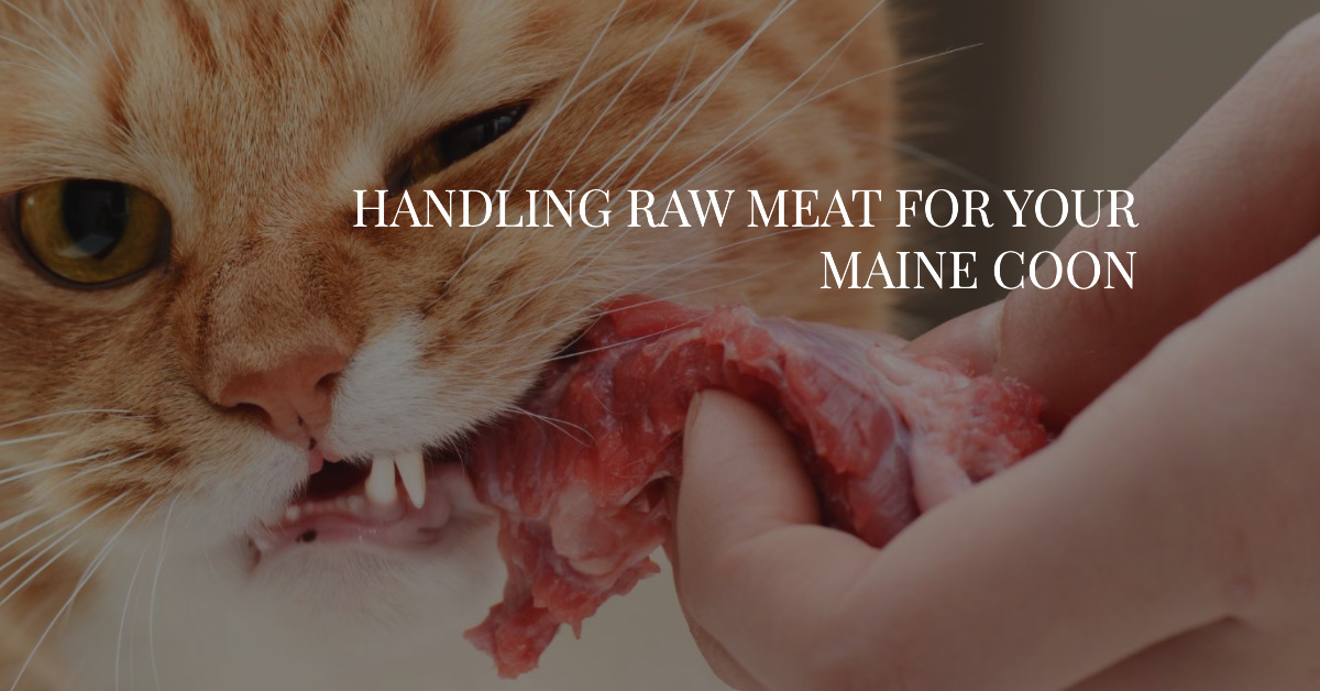 safely handling raw meat for your Maine Coon