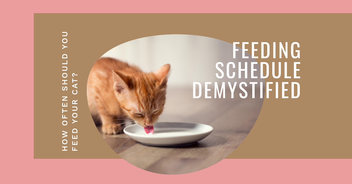 best feeding schedule for your Maine Coon's raw diet