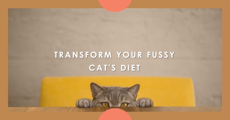 From Picky Eater to Raw Food Lover: Tips for Fussy Maine Coons