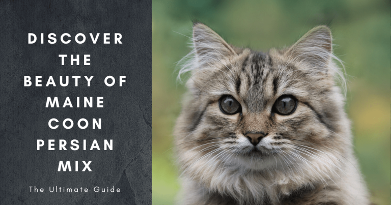 Unveiling the Beauty of Maine Coon Persian Mix: A Comprehensive Guide