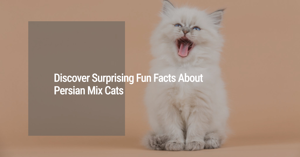 Maine Coon Persian Mix Fun Facts