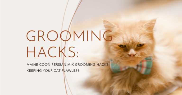 Maine Coon Persian Mix Grooming Hacks: Keeping Your Cat Flawless
