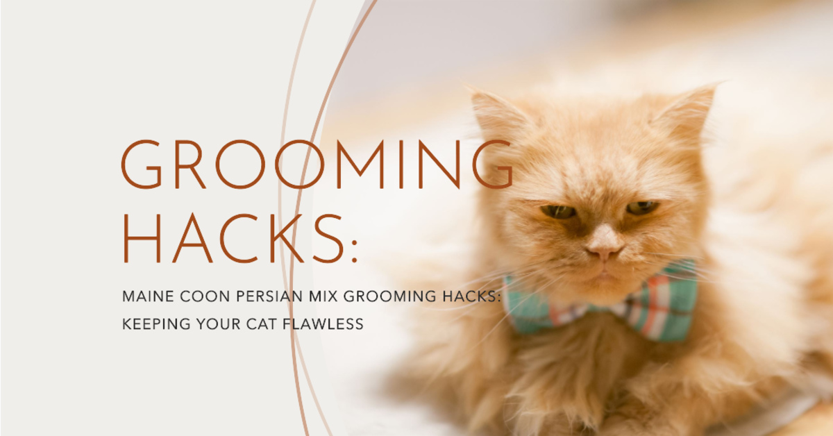 Maine Coon Persian Mix Grooming Hacks