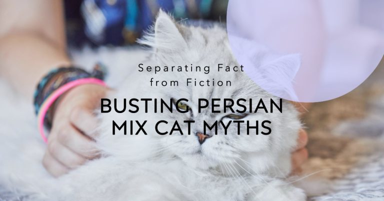 Maine Coon Persian Mix Myths: Separating Fact from Fiction
