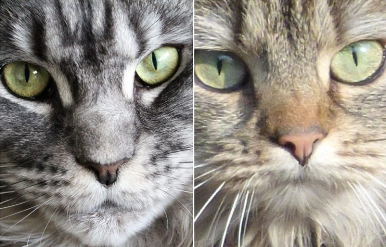 Norwegian Forest cat vs Maine Coon Cat | know the differences!