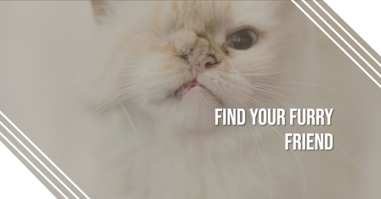 Maine Coon Persian Mix Adoption: Finding Your Furry Friend