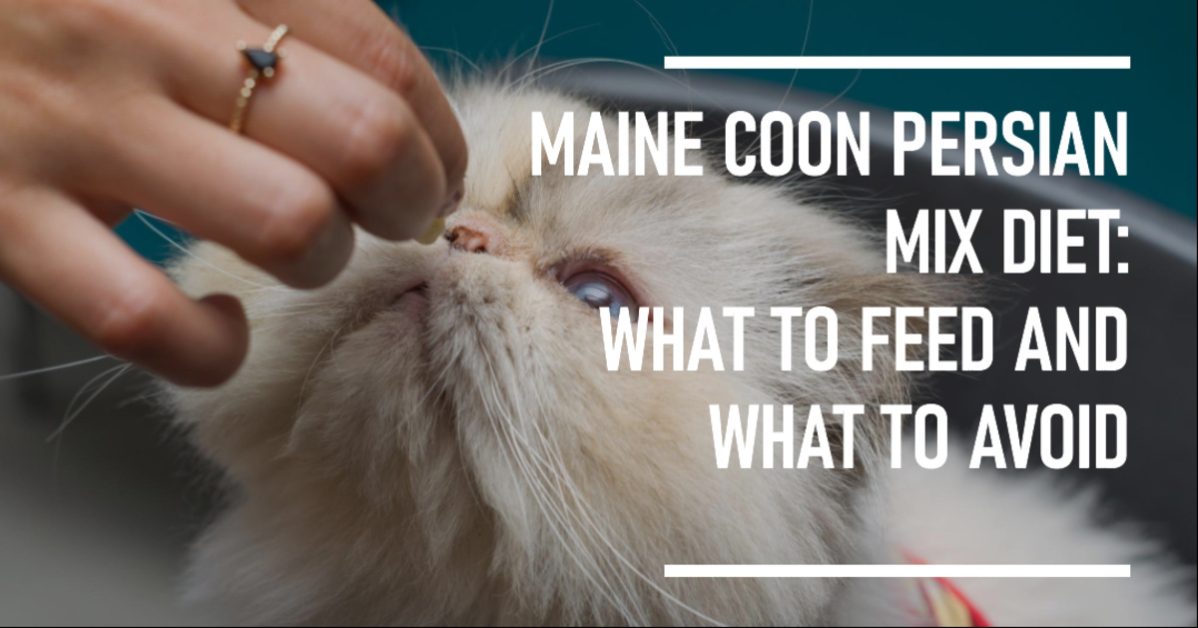 Maine Coon Persian Mix Diet