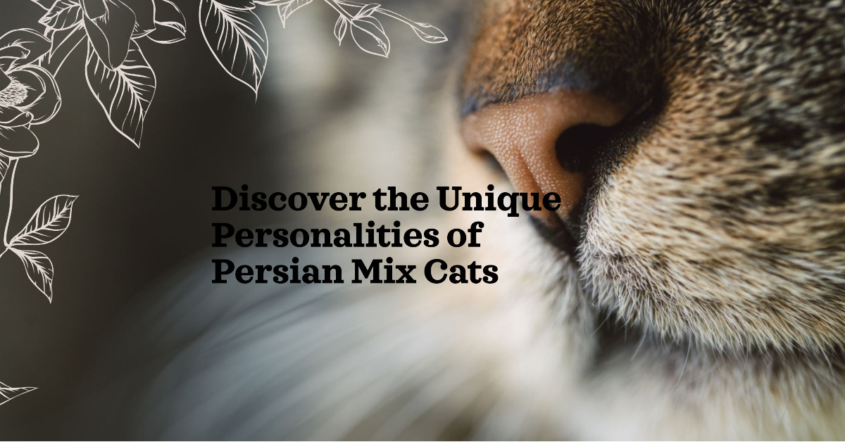 Maine Coon Persian Mix personalities