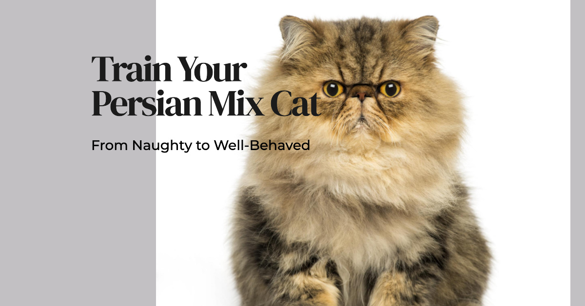 Maine Coon Persian Mix Training