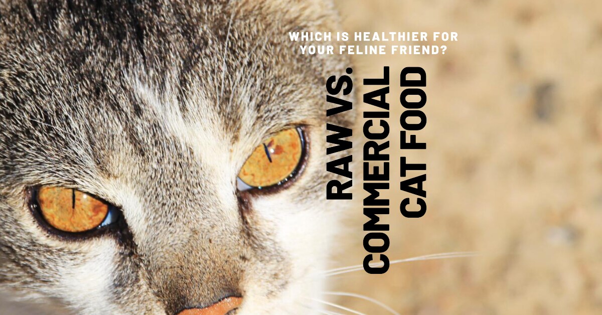 Raw Food vs. Commercial Cat Food