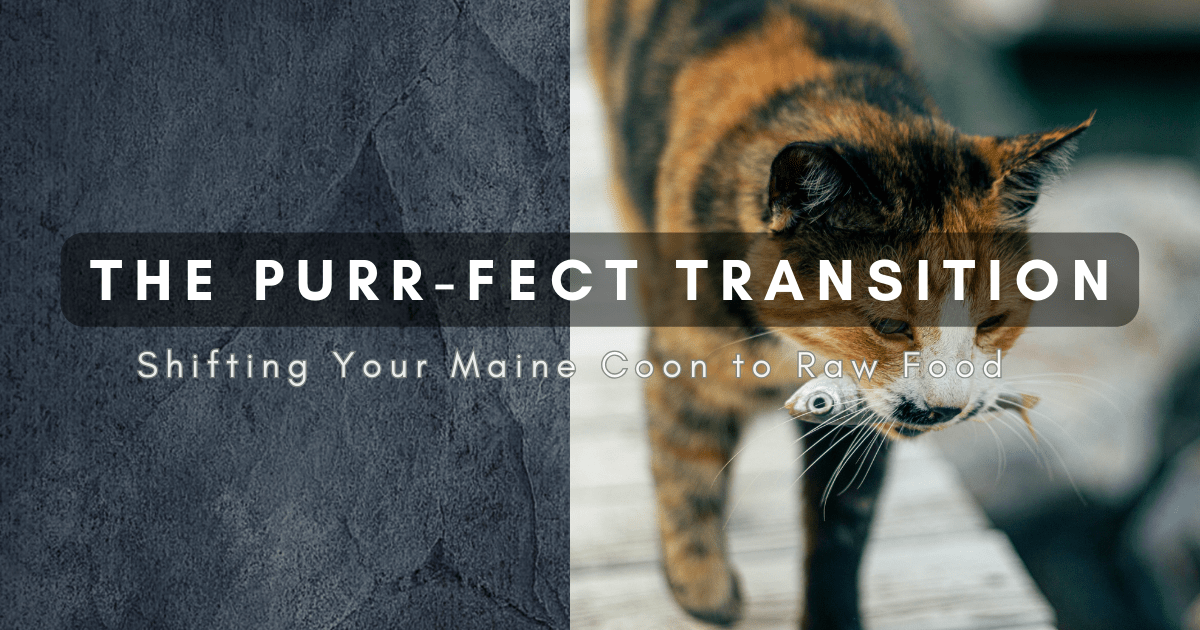 Shifting Your Maine Coon to Raw Food