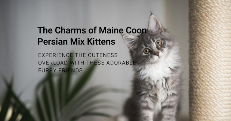 The Charms of a Maine Coon Persian Mix Kittens: Aww Moments