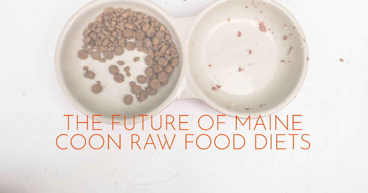 Future of Maine Coon Raw Food Diets