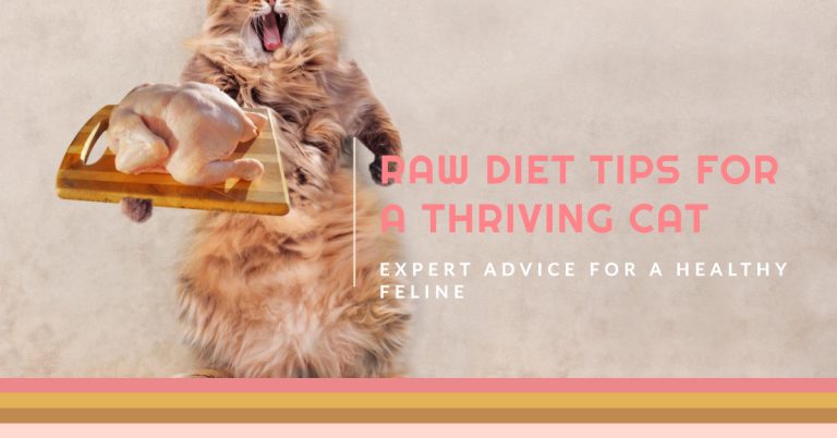 Tips for Success: Ensuring Your Maine Coon Thrives on Raw Diet