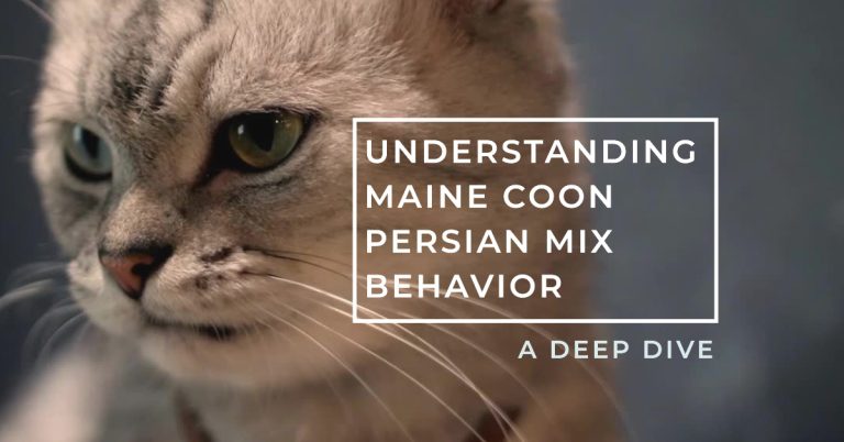 Understanding Maine Coon Persian Mix Behavior: A Deep Dive