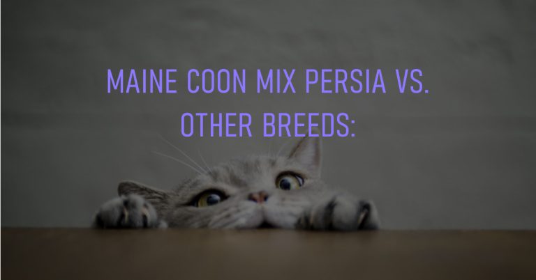 Maine Coon Mix Persia Vs. Other Breeds: Which Is Right for You?