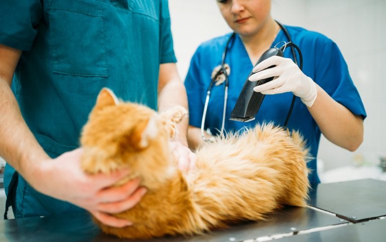 The complete Guide to Cats’ Irritable Bowel Syndrome