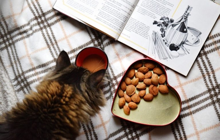10 Dangerous Food You Should Not Give To Your Cat