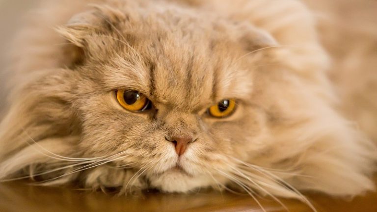 Are your cat keeps vomiting clear liquid? 08 Warnings You Should Read From Cats