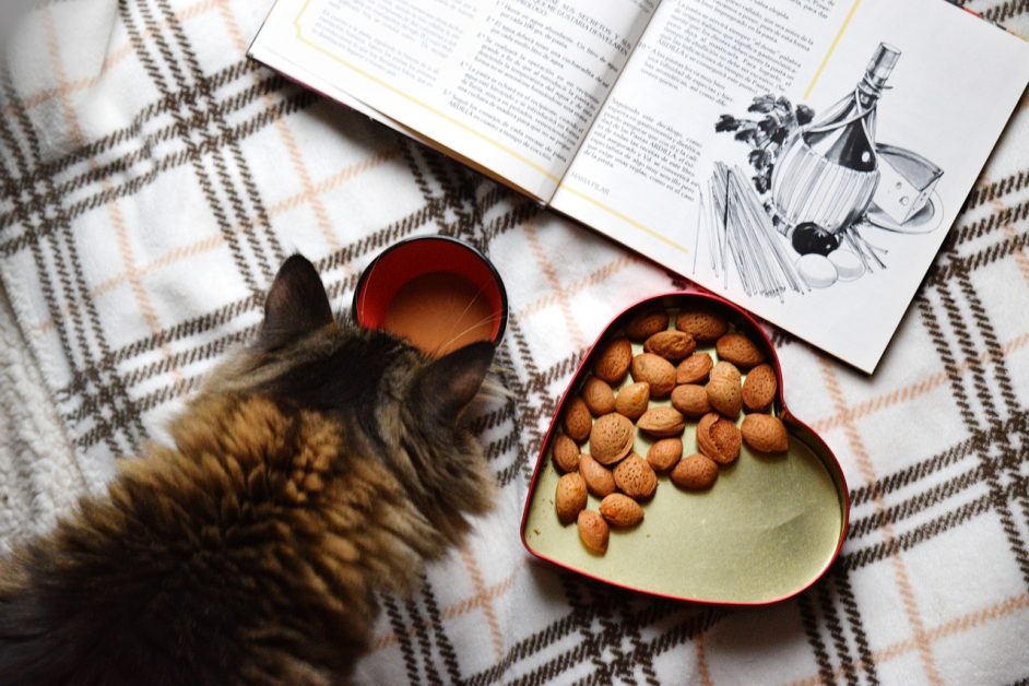 Raw Diets for Maine Coon