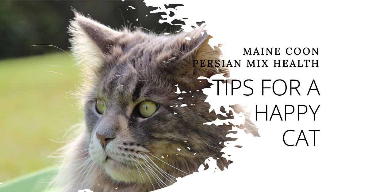 persian mix maine coon