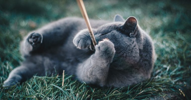 Exploring the Maine Coon and Russian Blue Mix: A Perfect Feline Fusion