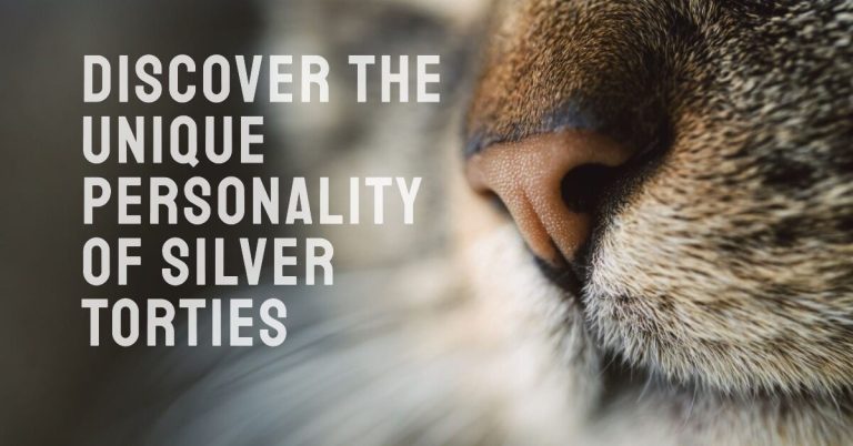 Silver Tortie Maine Coon: Temperament and Personality Traits
