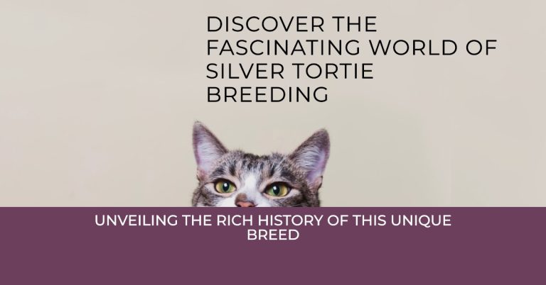 Unveiling the Rich History of Silver Tortie Maine Coon Breeding