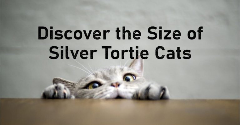 Silver Tortie Maine Coon Size: How Big Do They Get?