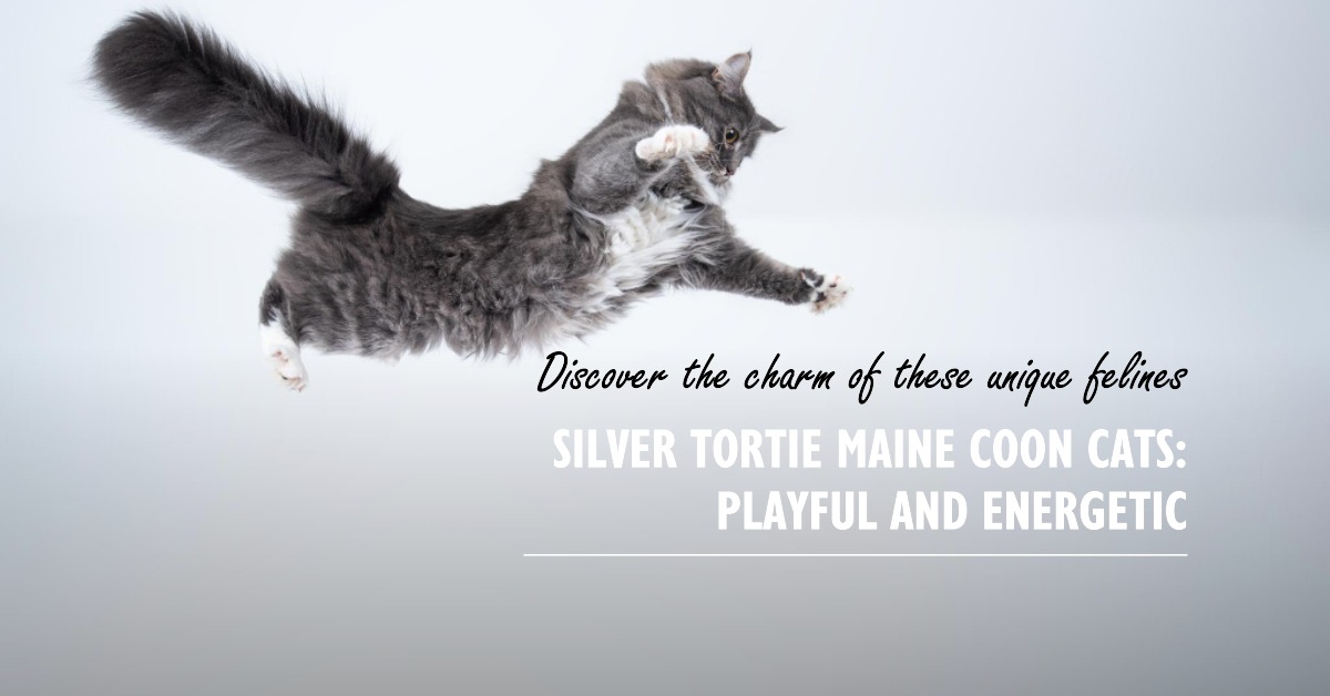 Silver Tortie Maine Coon Cats