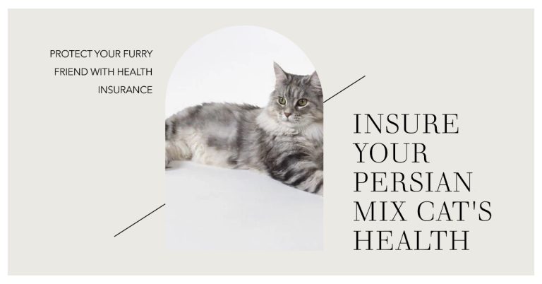 Maine Coon Persian Mix Health Insurance: Is It Worth It?