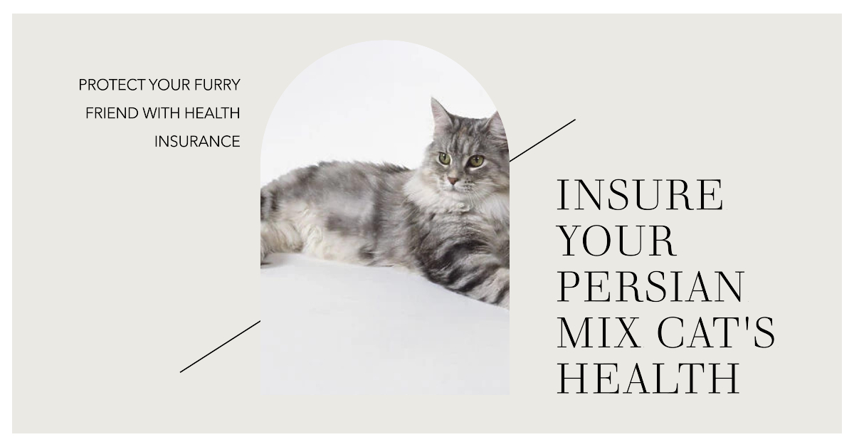 Maine Coon Persian Mix Health Insurance
