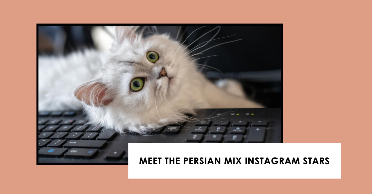 Maine Coon Persian mix cats on Instagram