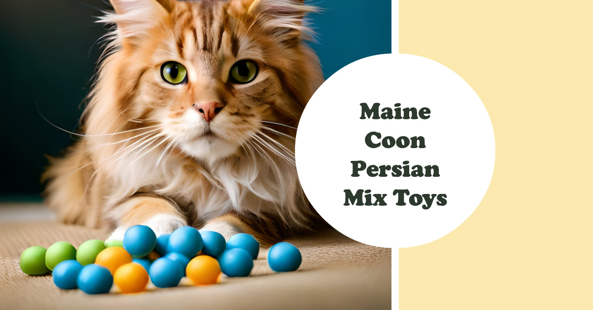 Maine Coon Persian Mix Toys