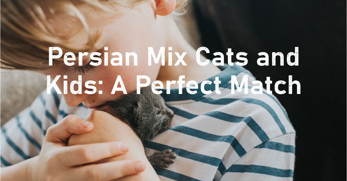 Maine Coon Persian Mix and Kids