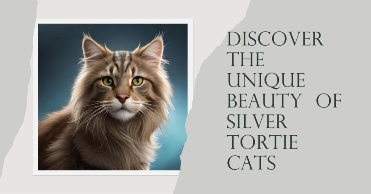 maine coon silver tortie