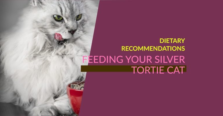 Feeding Your Silver Tortie Maine Coon: Dietary Recommendations