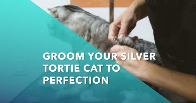 Grooming Tips for the Luxurious Fur of Silver Tortie Maine Coons