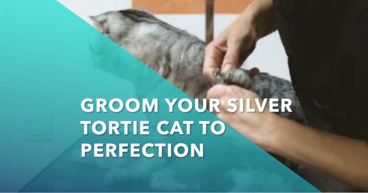 Grooming Tips for Silver Tortie Maine Coons
