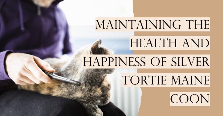 Maintaining the Health and Happiness of Silver Tortie Maine Coon