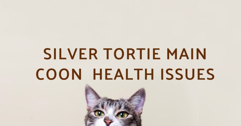 Silver Tortie Maine Coon Health Issues: What to Watch For